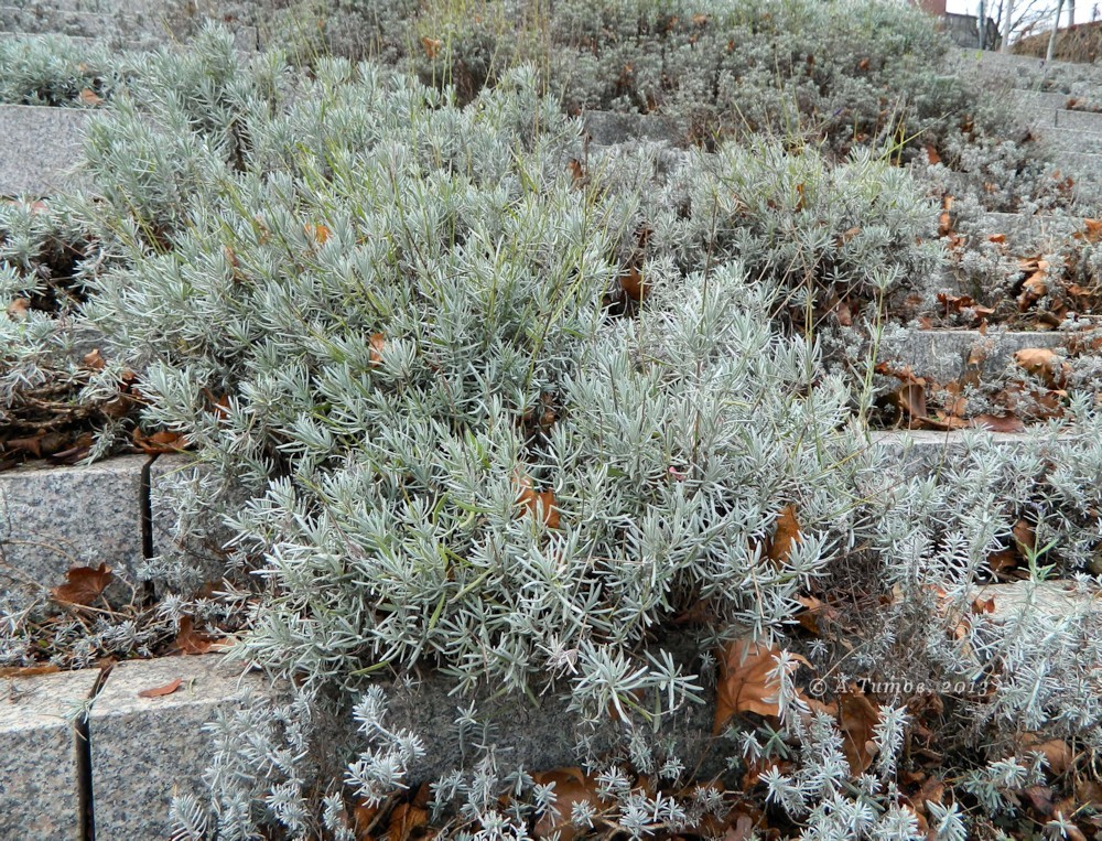 Изображение особи Lavandula angustifolia.