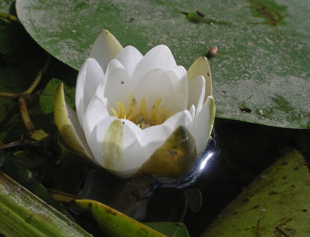 Image of Nymphaea candida specimen.