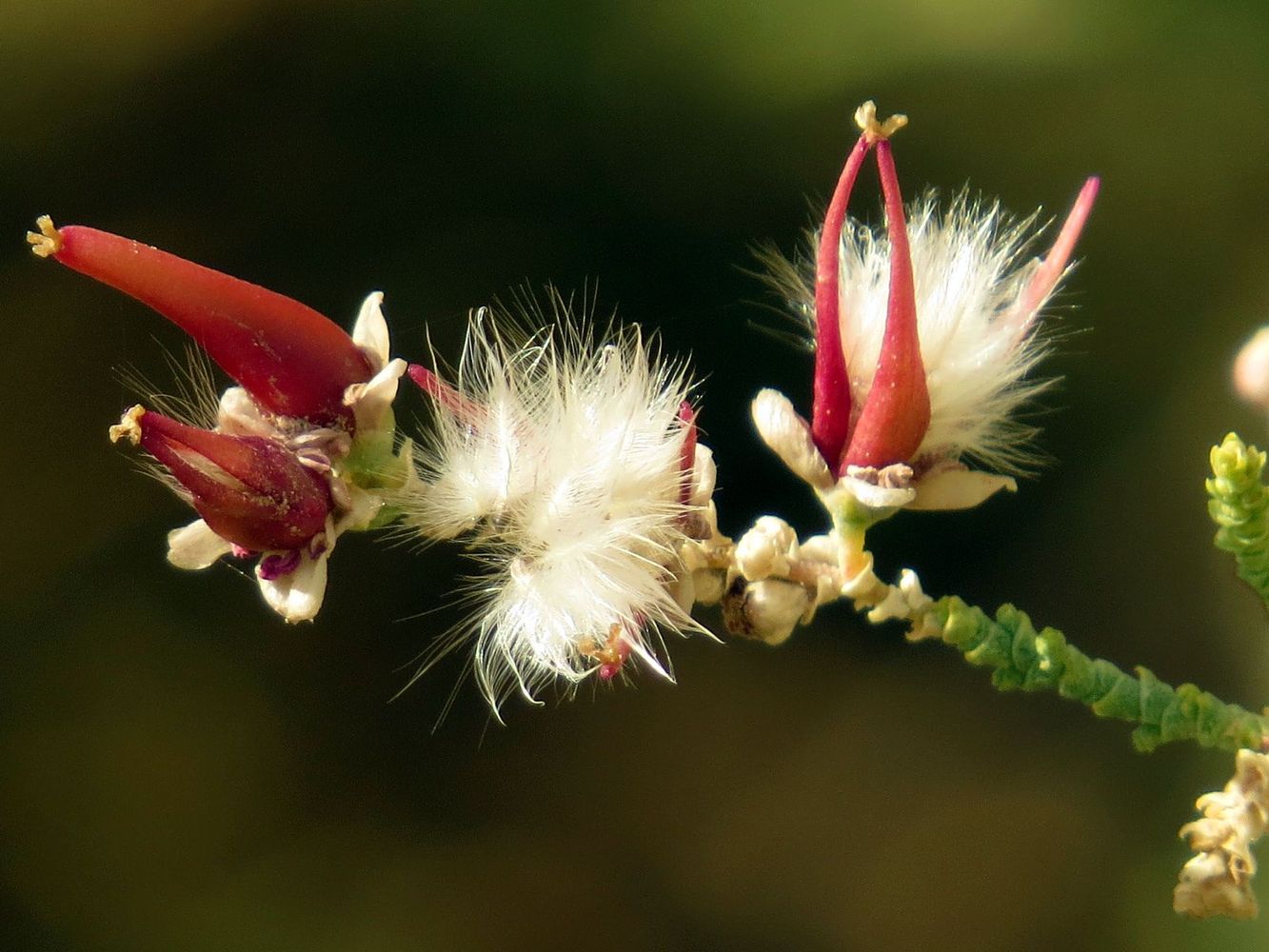 Image of Tamarix passerinoides specimen.