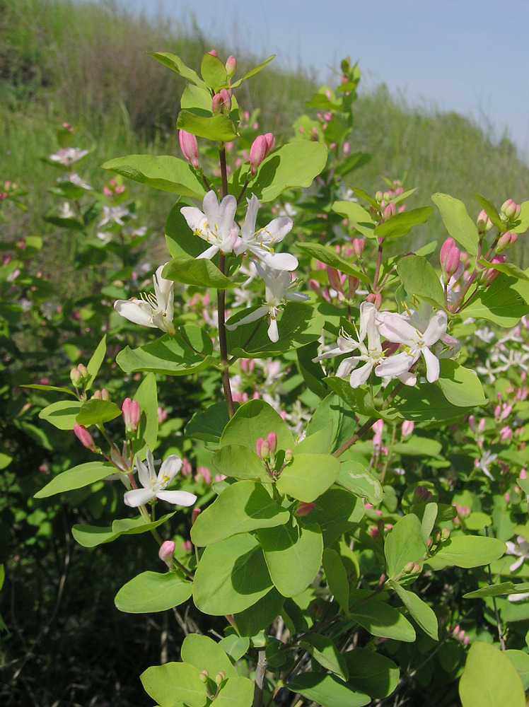 Image of Lonicera tatarica specimen.