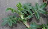 Acaena argentea