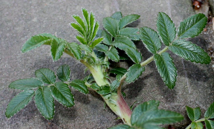Image of Acaena argentea specimen.