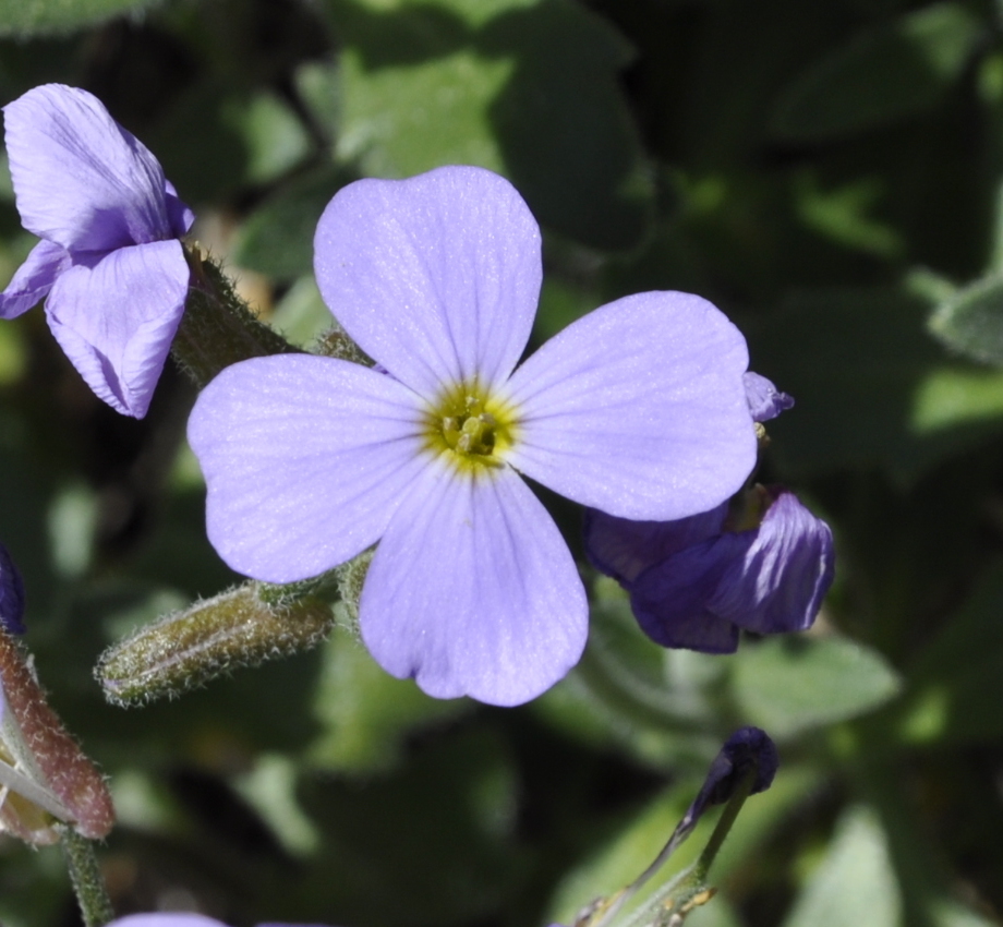 Изображение особи Aubrieta thessala.