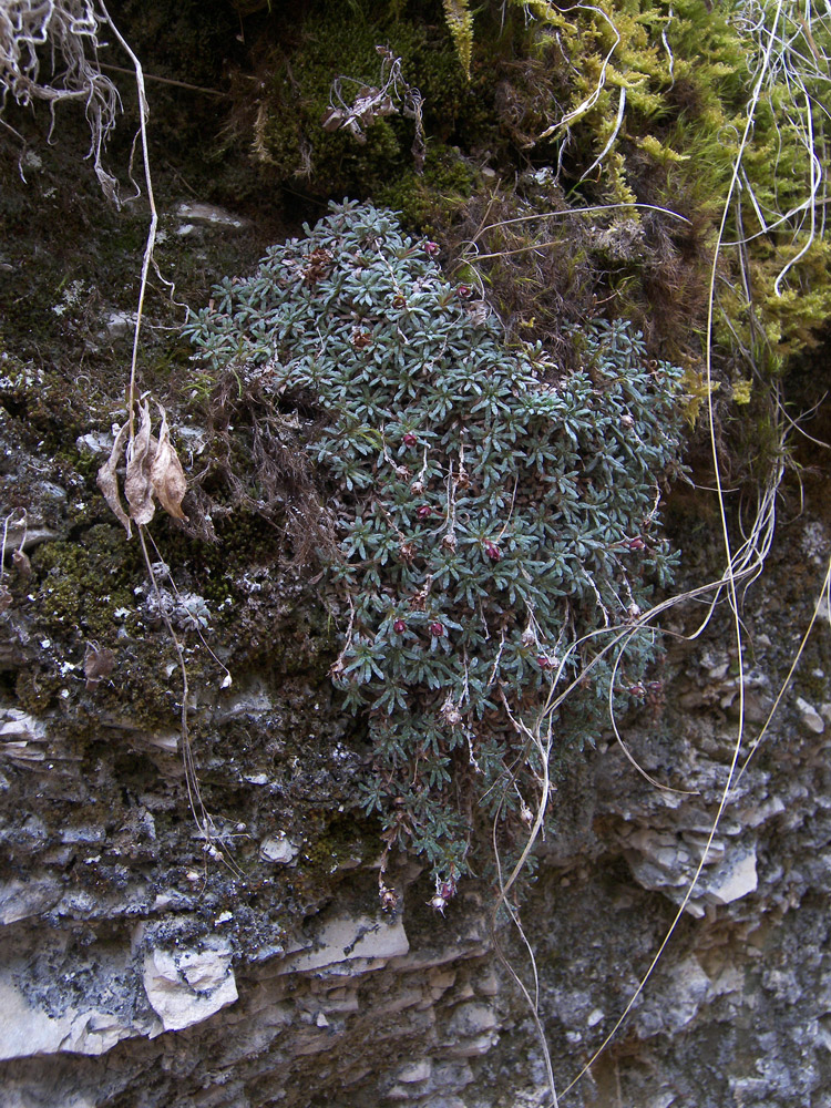 Image of Saxifraga dinnikii specimen.