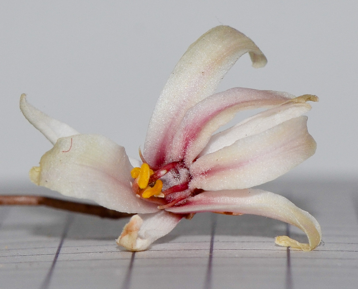 Image of Moringa peregrina specimen.