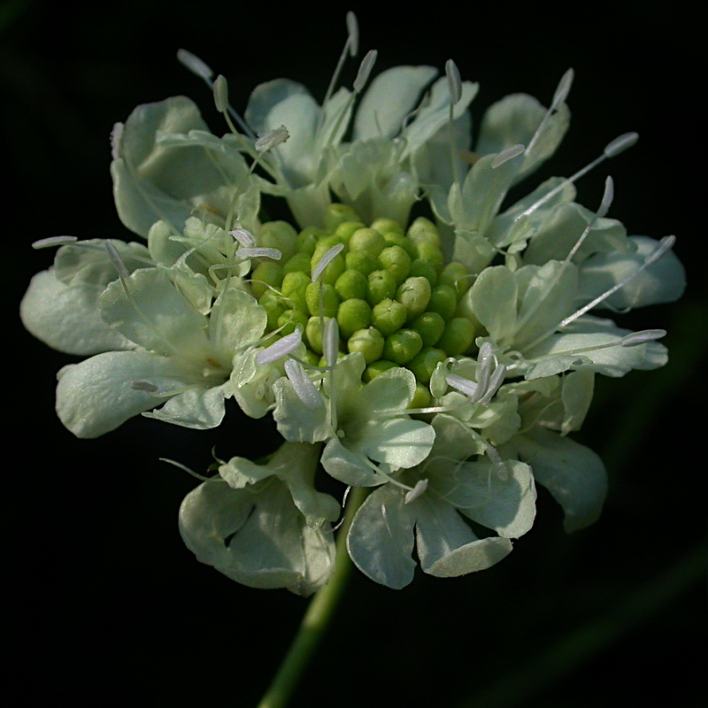 Image of Scabiosa ochroleuca specimen.