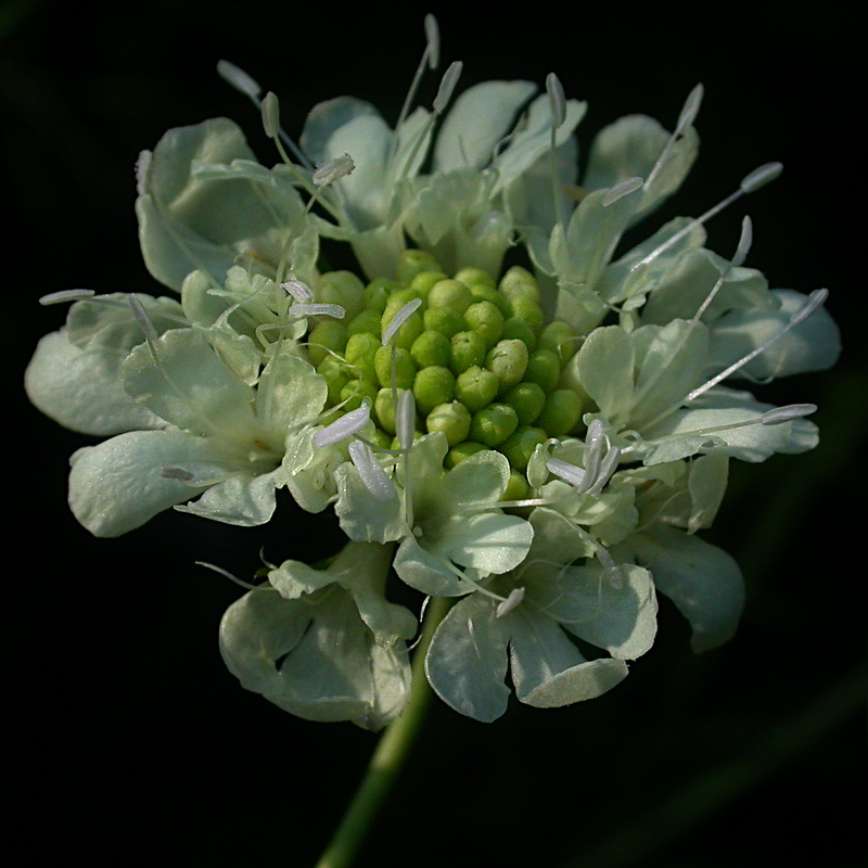 Изображение особи Scabiosa ochroleuca.