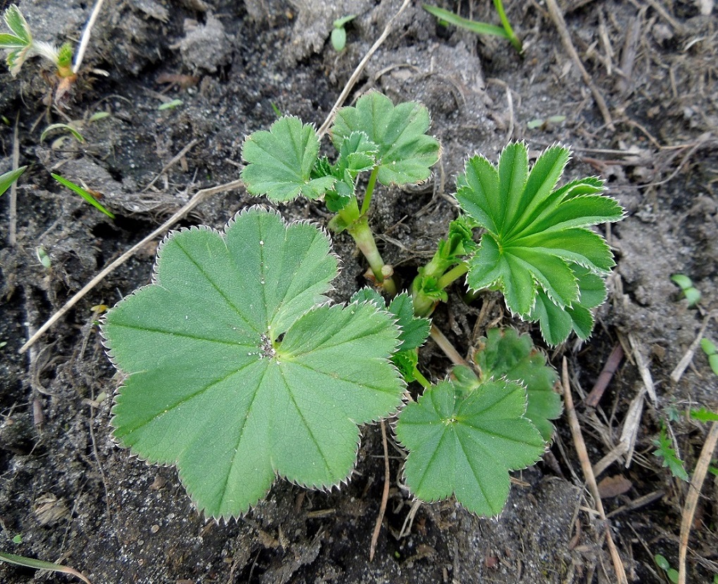 Image of genus Alchemilla specimen.