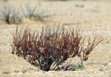 Erodium crassifolium. Плодоносящее растение с созревающими плодами. Израиль, южный Негев, равнина Мишор а-Сээфим. 29.03.2014.