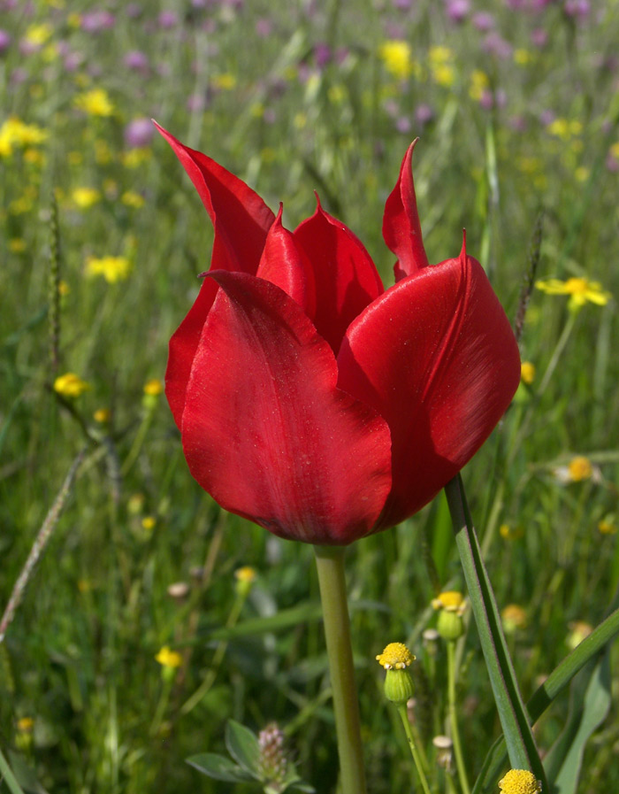 Image of Tulipa schmidtii specimen.