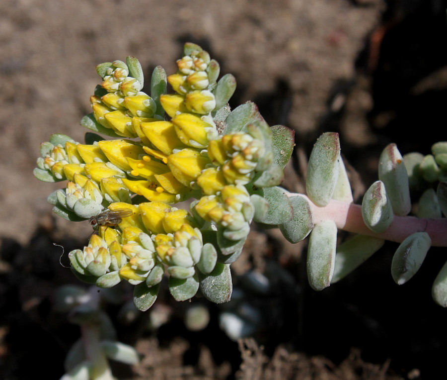 Изображение особи Sedum spathulifolium.