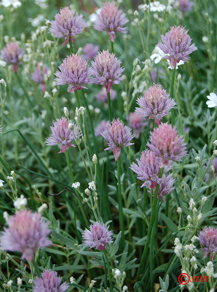 Изображение особи Allium schoenoprasum.