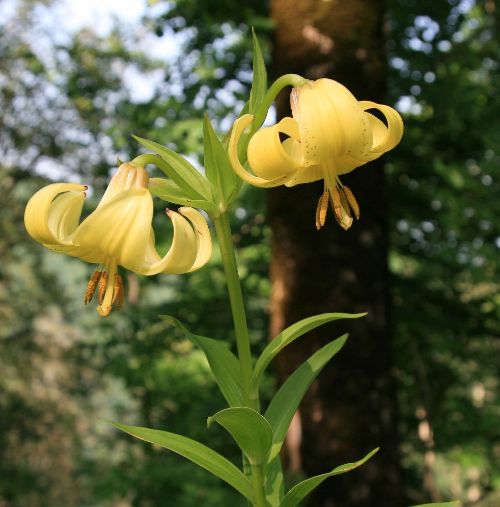 Изображение особи Lilium monadelphum.