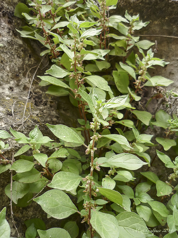 Image of Parietaria judaica specimen.