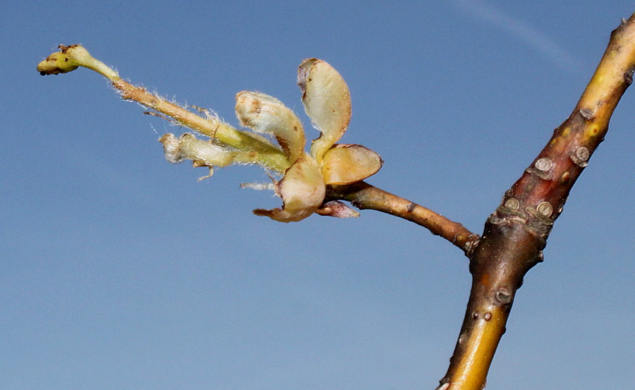 Изображение особи Sassafras albidum.