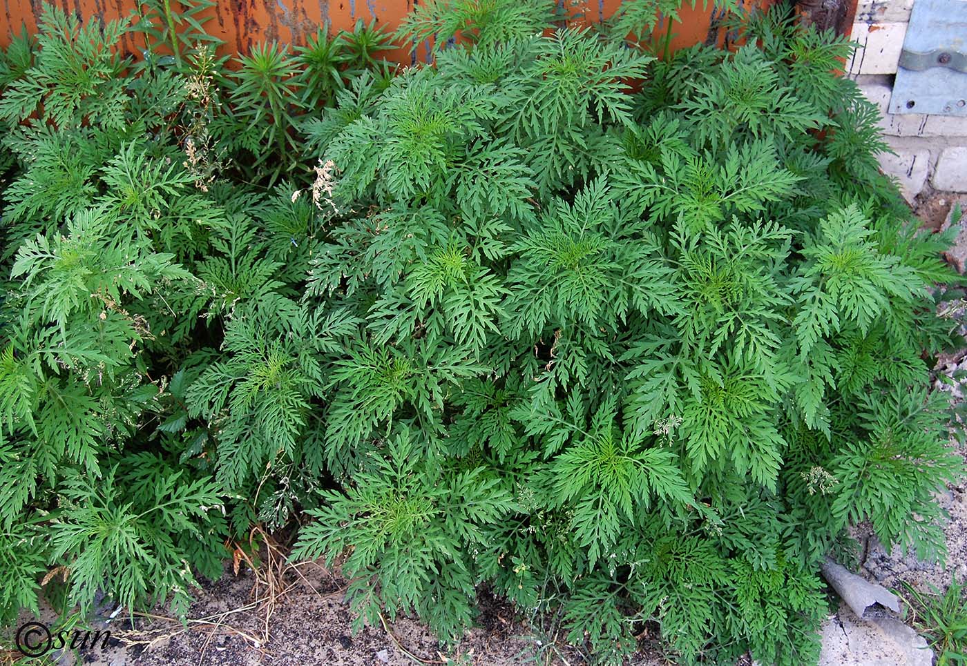 Image of Ambrosia artemisiifolia specimen.