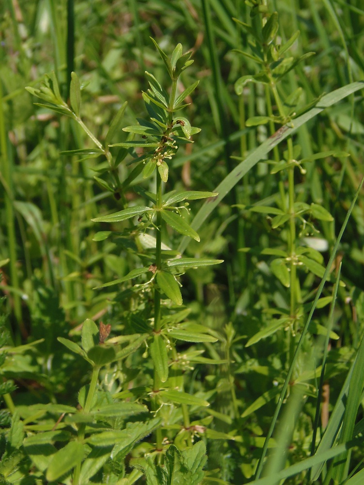Изображение особи Galium boreale.