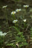 Pyrethrum poteriifolium