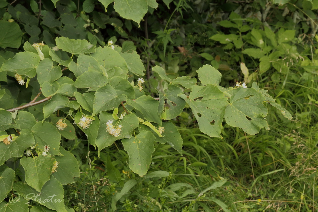 Изображение особи Tilia cordata.