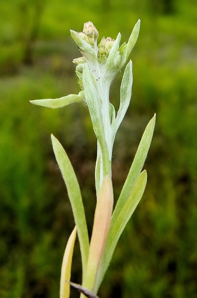 Image of Gnaphalium pilulare specimen.