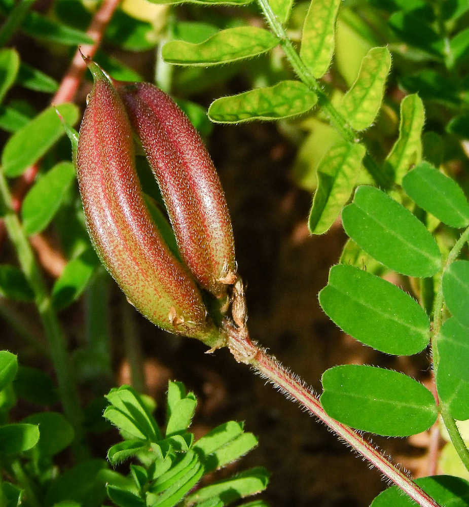 Image of Astragalus boeticus specimen.