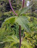 Aconitum septentrionale
