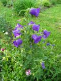 Campanula medium