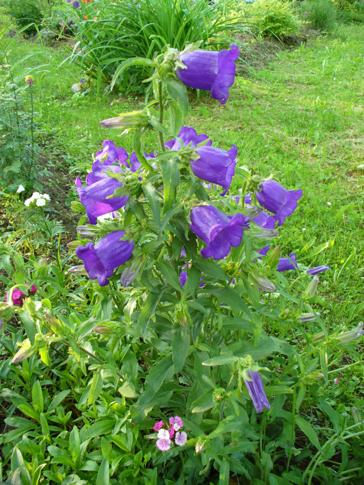 Image of Campanula medium specimen.