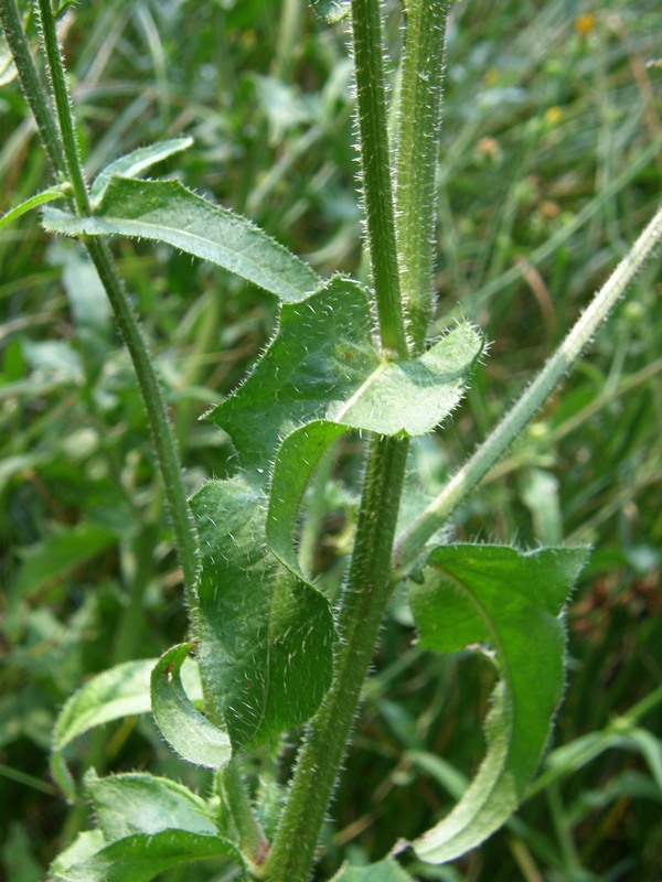 Image of Picris hieracioides specimen.