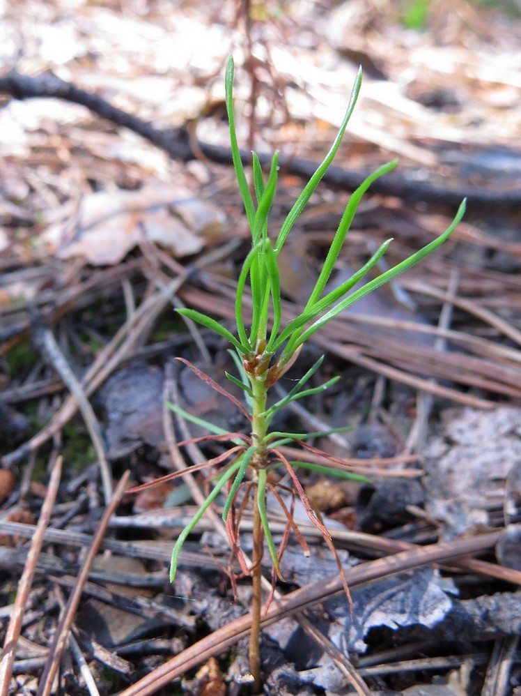 Изображение особи Pinus sylvestris.