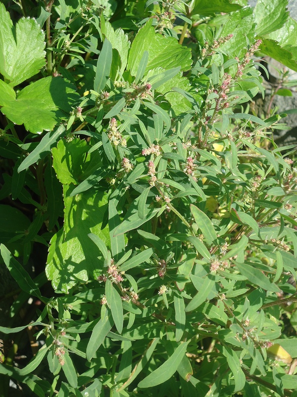 Image of Atriplex gmelinii specimen.