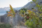 Punica granatum. Ветвь с незрелыми плодами. Черногория, Которский муниципалитет, окр. г. Котор. 16.07.2014.