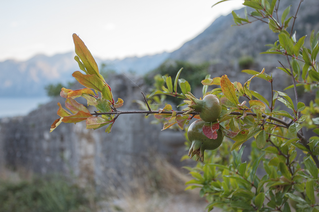 Image of Punica granatum specimen.