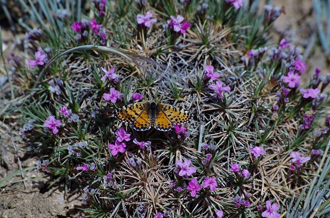 Image of Acantholimon alatavicum specimen.