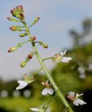 Circaea lutetiana