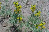 Thermopsis lanceolata