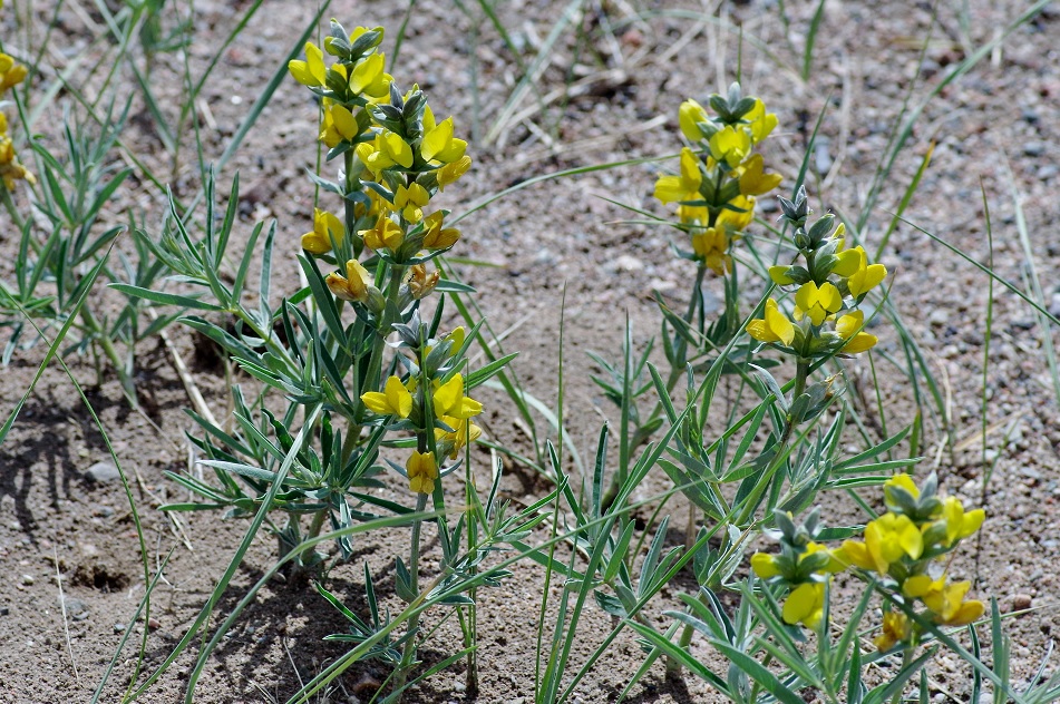 Изображение особи Thermopsis lanceolata.