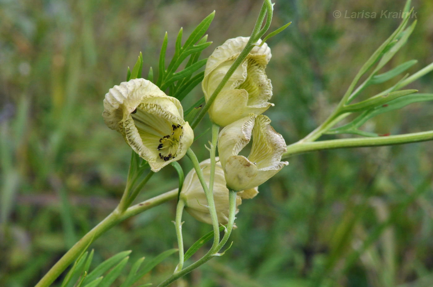 Изображение особи Aconitum coreanum.