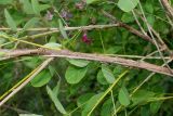 Lespedeza bicolor. Средние части веток. Германия, г. Дюссельдорф, Ботанический сад университета. 05.09.2014.