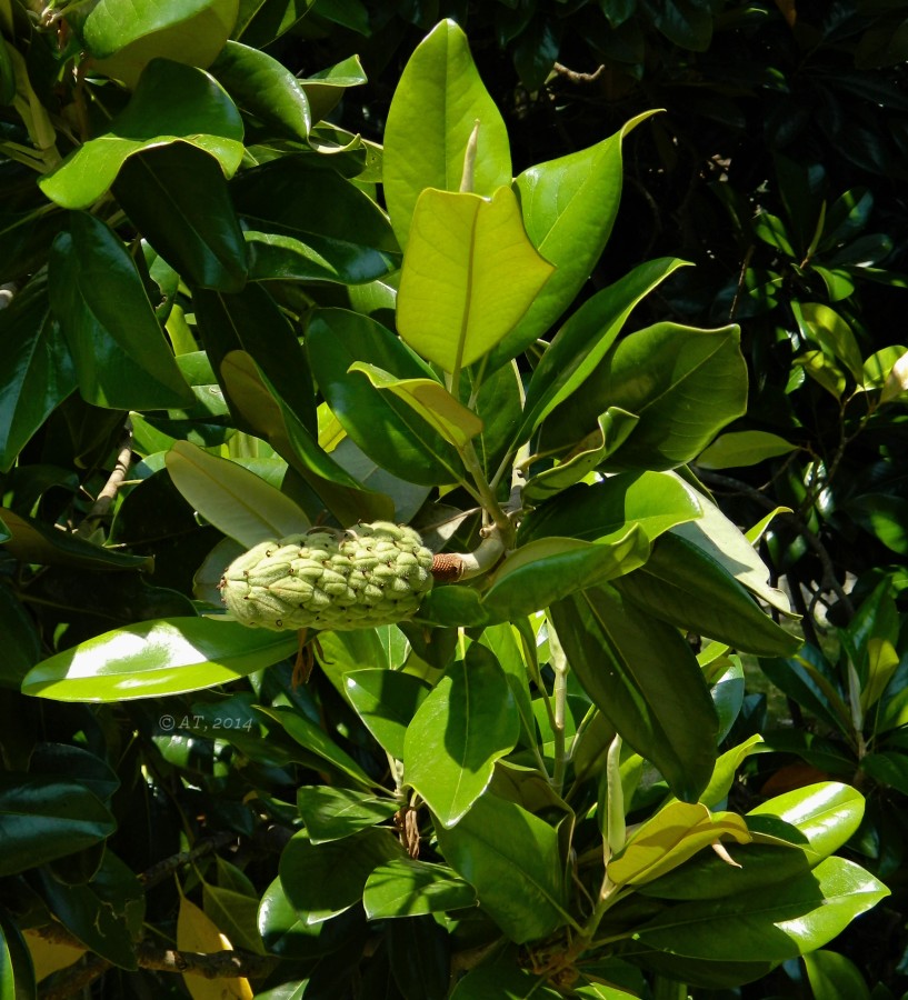 Изображение особи Magnolia grandiflora.