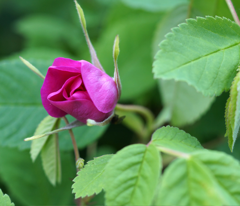 Изображение особи Rosa davurica.