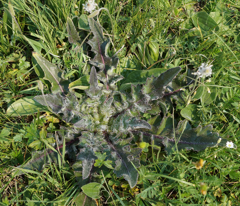 Image of Cirsium esculentum specimen.