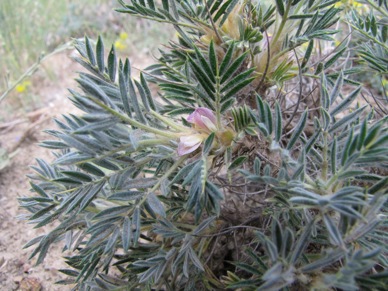 Изображение особи Astragalus arnacantha.