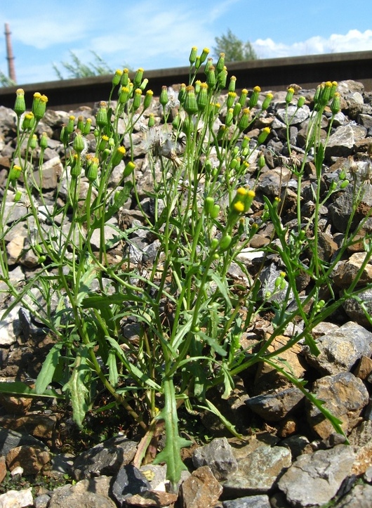 Image of Senecio dubitabilis specimen.