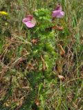 Pedicularis palustris. Цветущее растение во влажной ложбине между приморскими дюнами. Нидерланды, Северное море, остров Схирмонниког. Июнь 2007 г.