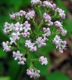 Valeriana coreana