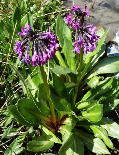 Image of Primula nivalis specimen.