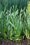 Allium nutans. Молодые побеги. Московская обл., Раменский р-н, окр. дер. Хрипань, дачный участок. 24.05.2009.