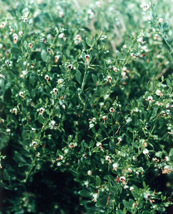 Image of Zygophyllum fabago specimen.