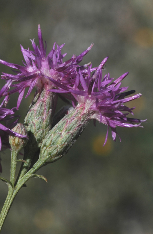 Image of Saussurea elegans specimen.